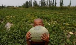 吃瓜群众免费网红瓜,吃瓜群众狂欢盛宴